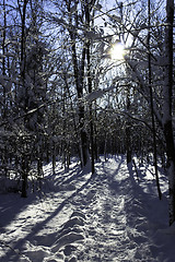 Image showing Winter Scene