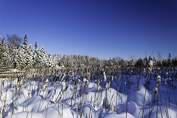 Image showing Winter Scene