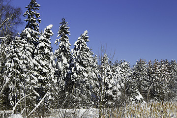 Image showing Winter Scene