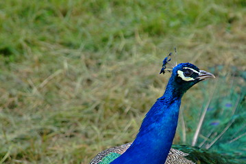 Image showing peacock