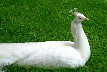 Image showing white peacock