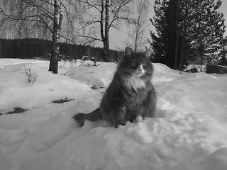 Image showing Cat in winter weather,black&white