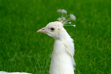 Image showing white peacock