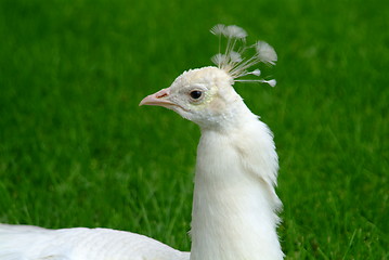 Image showing white peacock