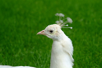 Image showing white peacock