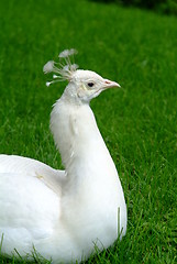 Image showing white peacock