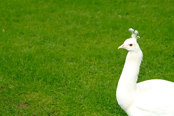 Image showing white peacock
