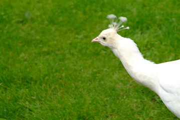 Image showing white peacock