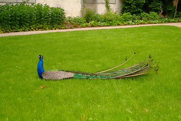 Image showing peacock