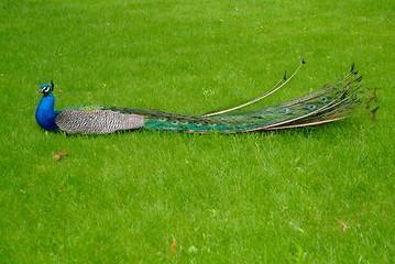 Image showing peacock