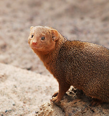 Image showing Dwarf Mongoose - Helogale