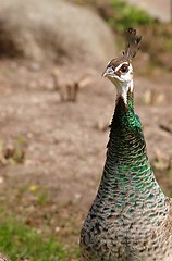 Image showing Female peacock