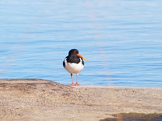 Image showing Oystercatcher