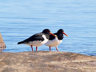 Image showing Oystercatcher