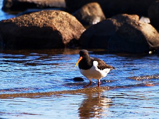 Image showing Oystercatcher