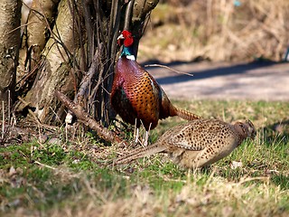 Image showing Pheasant