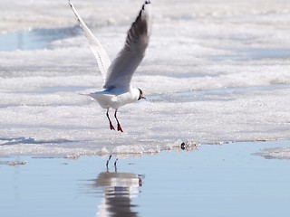 Image showing Hooded gull