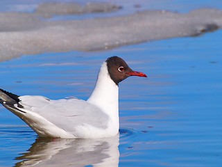 Image showing Hooded gull