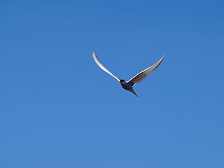 Image showing Tern, seagull