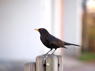 Image showing Eurasian Blackbird