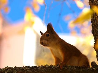 Image showing Squirrel