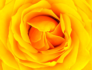 Image showing Yellow rose