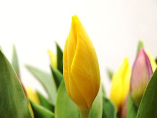 Image showing Tulip