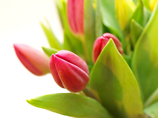 Image showing Tulip