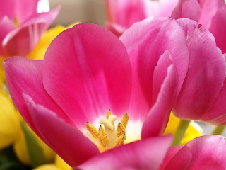 Image showing Pink tulip