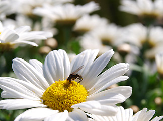 Image showing Fly on marguerite flower