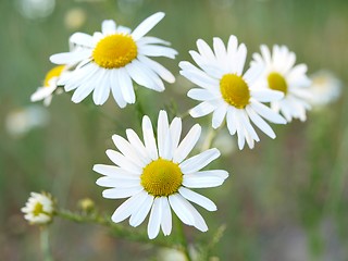 Image showing Marguerite flowers