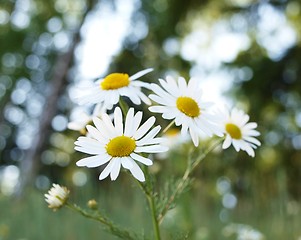 Image showing Marguerite flowers