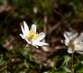 Image showing Windflower