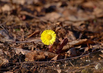 Image showing Coltsfoot