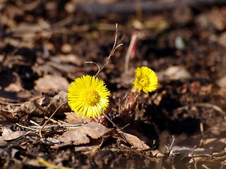 Image showing Coltsfoot