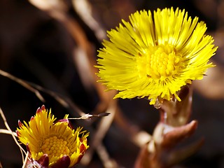 Image showing Coltsfoot