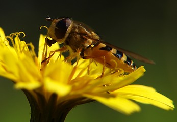 Image showing Bee on dandelion