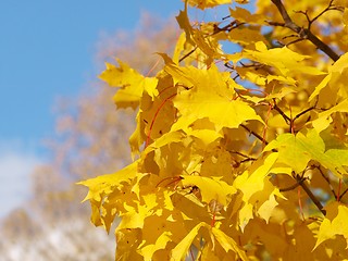 Image showing Yellow maple tree