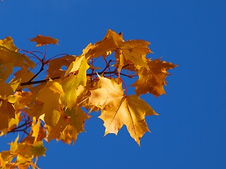 Image showing Yellow maple tree