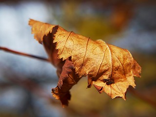 Image showing Golden leaf