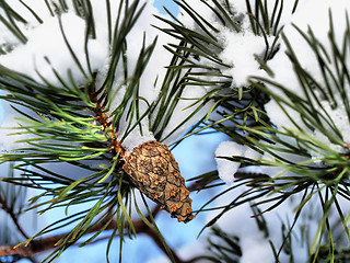 Image showing Spruce tree cone