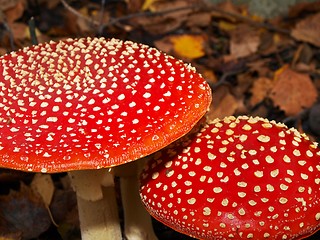 Image showing Toadstool mushrooms