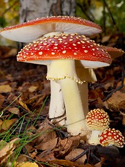 Image showing Toadstool mushrooms