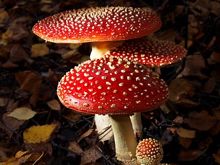 Image showing Toadstool mushrooms