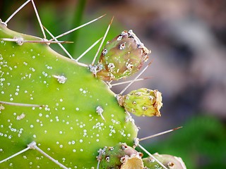 Image showing Baby cactus fruit