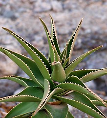 Image showing Aloe vera plant