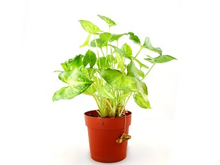 Image showing Green plant