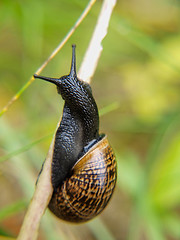 Image showing Snail on branch