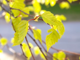 Image showing Birch tree leaves