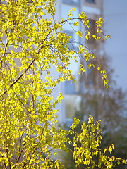 Image showing Birch tree